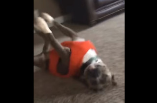 Watch This Goofy Dog Try To Do Cartwheels Like A People