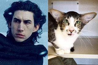 A Cat That Looks Like Kylo Ren & More Incredible Links
