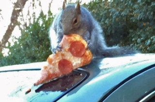 All Hail Pizza Squirrel & More Incredible Links