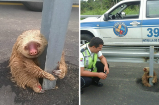 Some Photos Of The Cutest Baby Sloth Rescue Of All Time