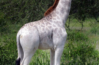 Whoa, Looks Like Mother Nature Conjured Up A White Giraffe