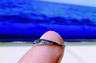 Whoa! Baby Swordfish = Tiny AF