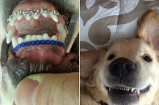 Just Look At This Dog With Braces And Try Not To Smile