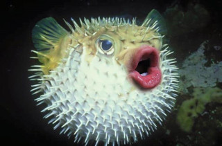 Donald Trump's Mouth Photoshopped Onto Puffer Fish