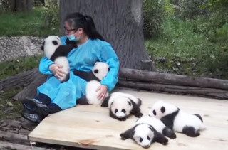 One Lucky Woman Gets Paid To Snuggle With Pandas