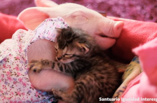 Watch A Piglet Love On A Kitten And Try Not To Scream