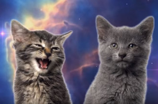 Stop What You're Doing & Watch This Space Cats Music Video