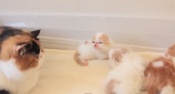 baby-kittens-video
