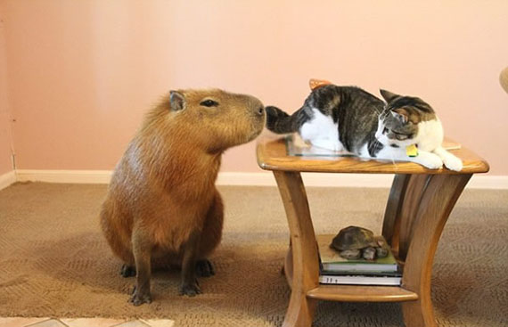 Family Keeps 110 Pound Rodent As A Pet | Incredible Things