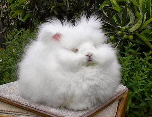 worlds-fluffiest-bunny-3.jpg