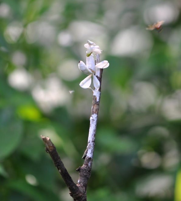 orchid-mantis-2