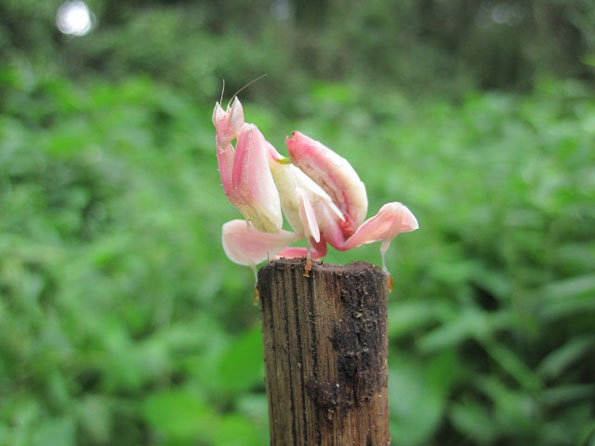 orchid-mantis-3