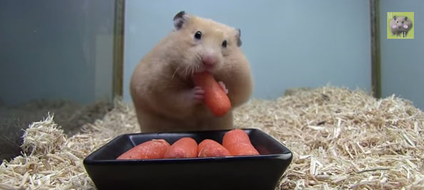 hamster-carrot-cute-video-2