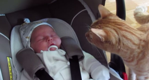 cat-meets-baby-video-1