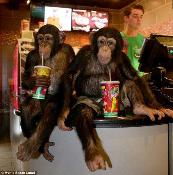 chimps-watch-movie-1