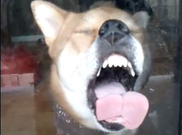 dog-licking-door