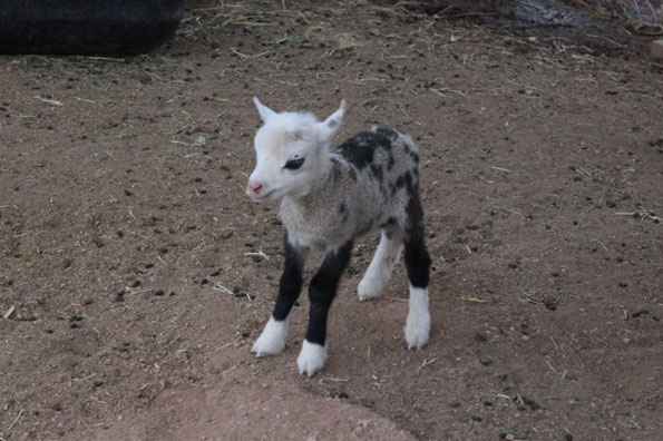 A Geep Is A Goat Plus A Sheep & It Is Adorable