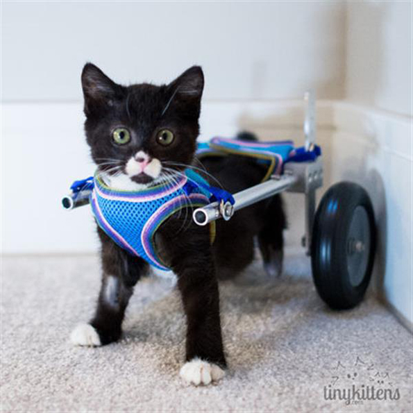 kitten-wheelchair-1